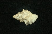 白結螺藏品圖，第2張